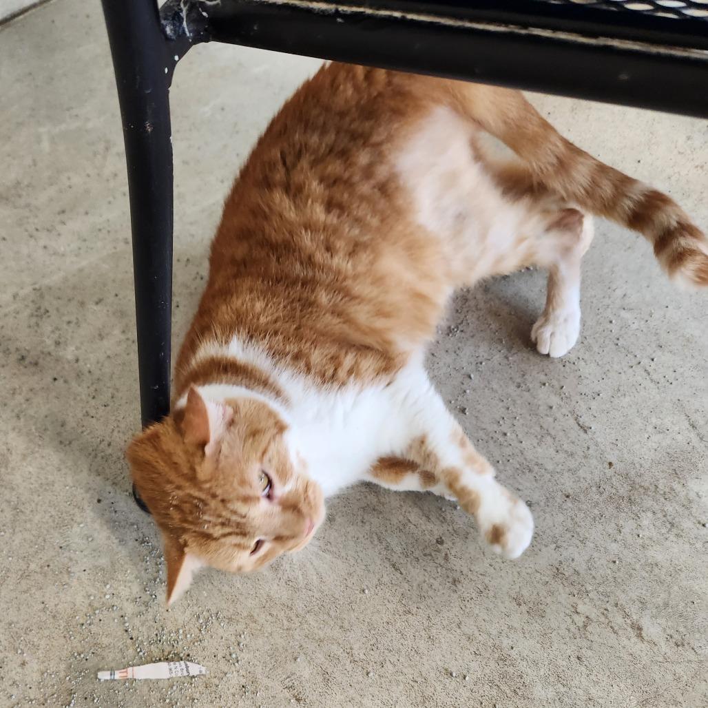 Enlarge Fanta, a Adoptable Domestic Short Hair in Delaware, OH image 6/6