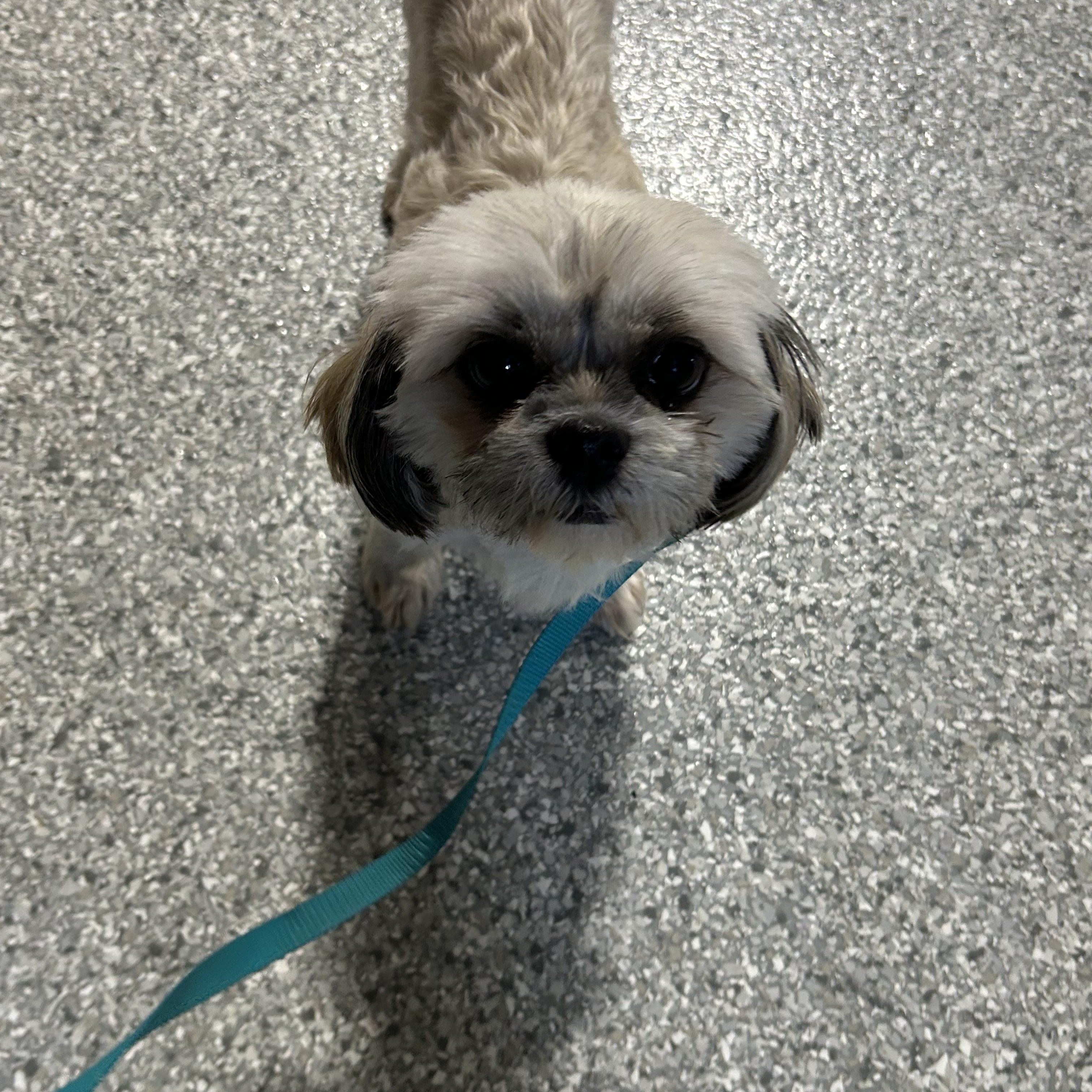 Angel , Adoptable, Adult Female Shih Tzu.