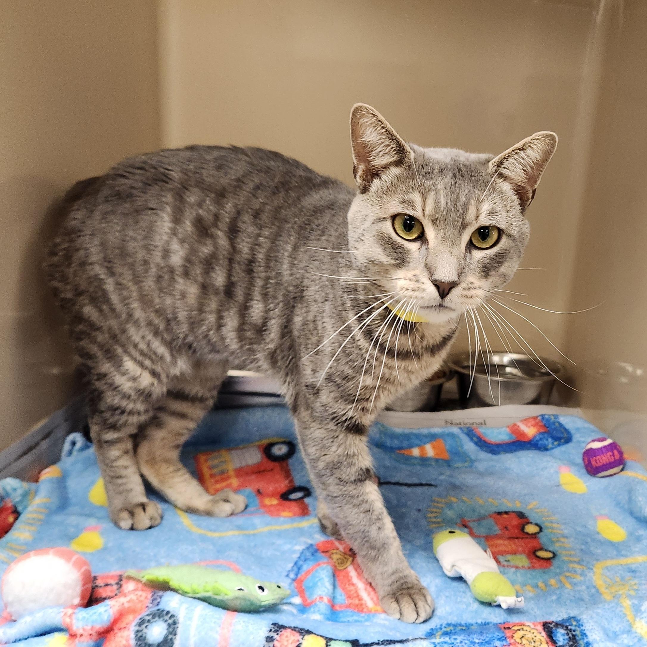 Aquarius, an adoptable Domestic Short Hair in Clayton, NJ_image-1