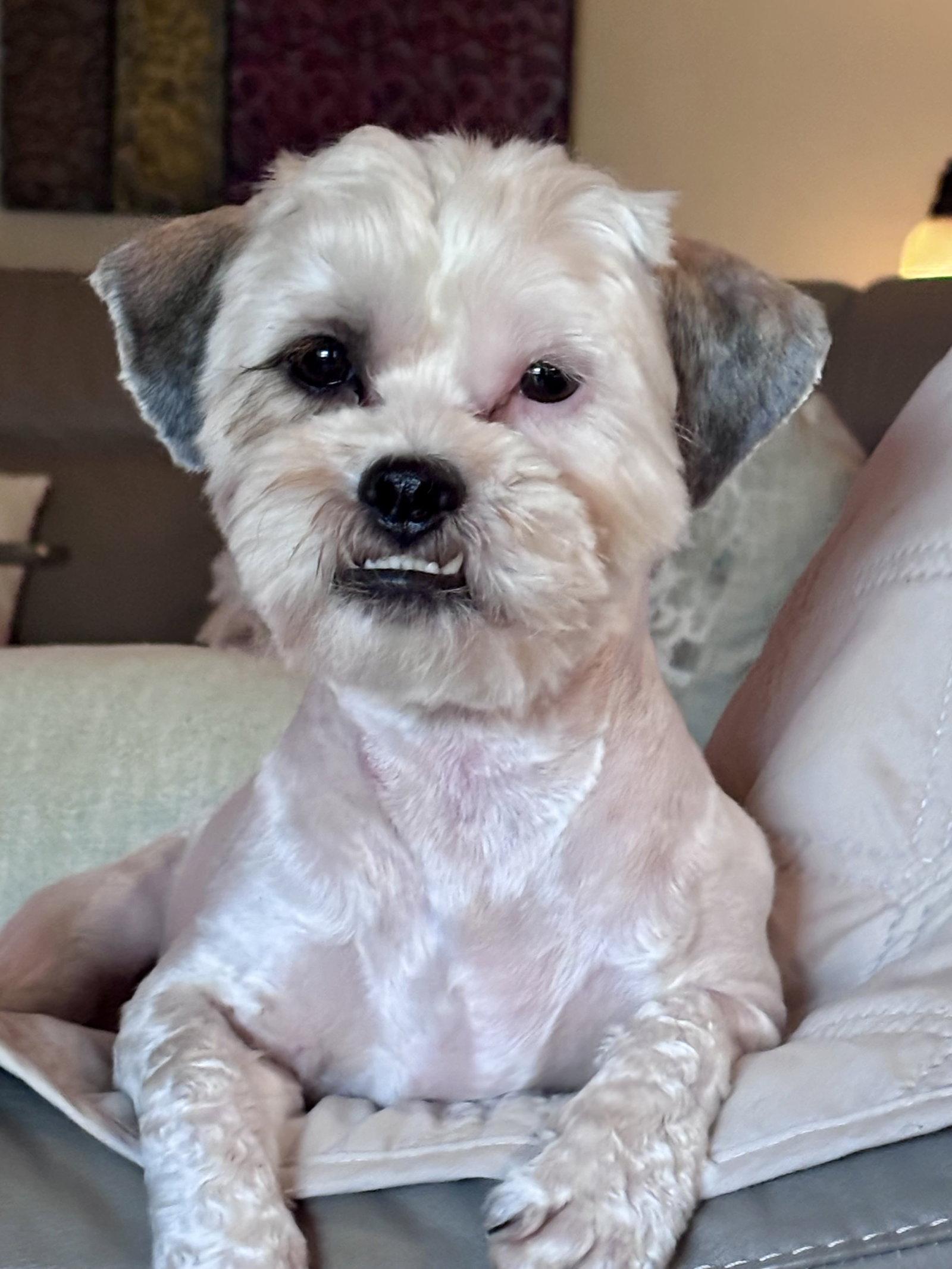 Muppet, a Adoptable mixed breed in Valrico, FL image 2/2