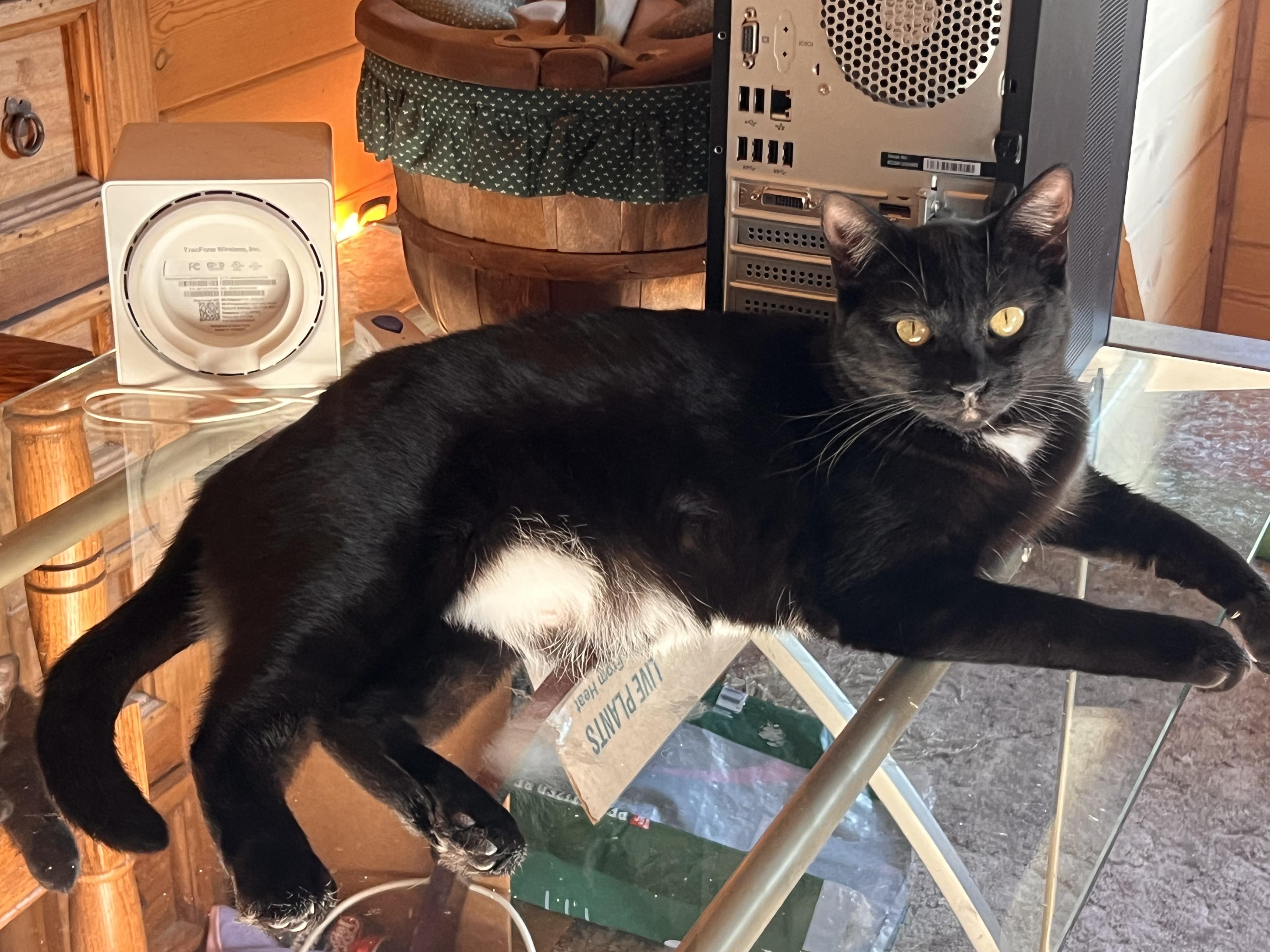 Enlarge Uno, a Adoptable Tuxedo in Ripon, CA image 2/3