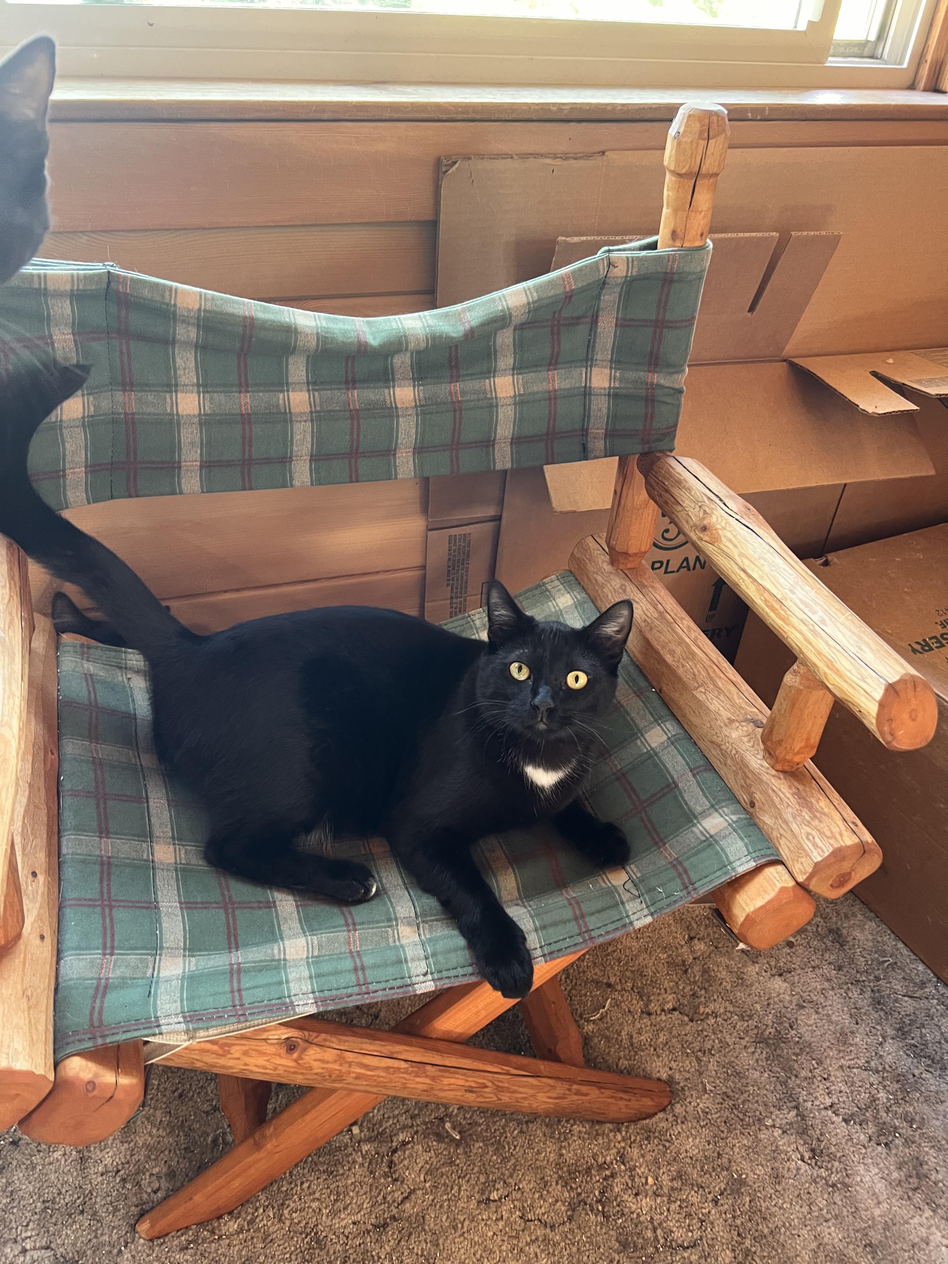 Uno, Adoptable, Young Male Tuxedo.