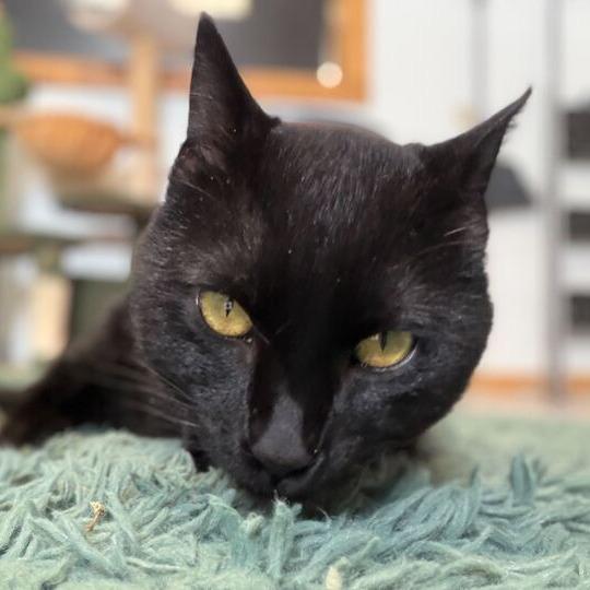 Puddin Pop, a Adoptable Domestic Short Hair in Driggs, ID image 1/5