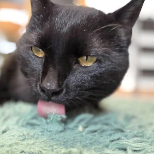 Enlarge Puddin Pop, a Adoptable Domestic Short Hair in Driggs, ID image 2/3