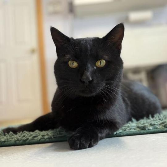 Enlarge Puddin Pop, a Adoptable Domestic Short Hair in Driggs, ID image 3/3