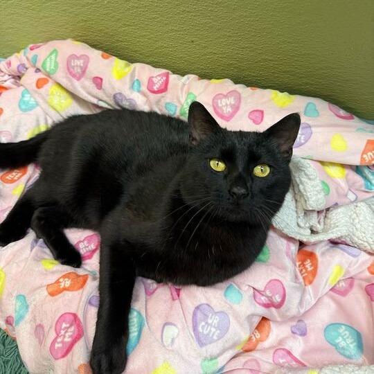 Puddin Pop, Adoptable, Adult Male Domestic Short Hair.