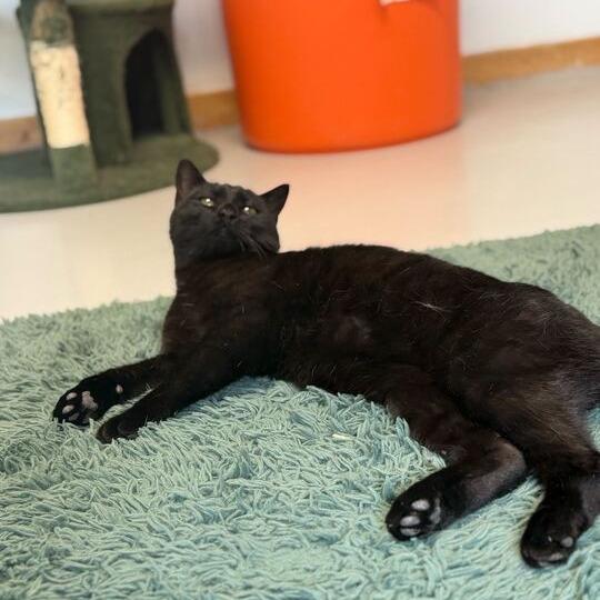Puddin Pop, a Adoptable Domestic Short Hair in Driggs, ID image 3/5