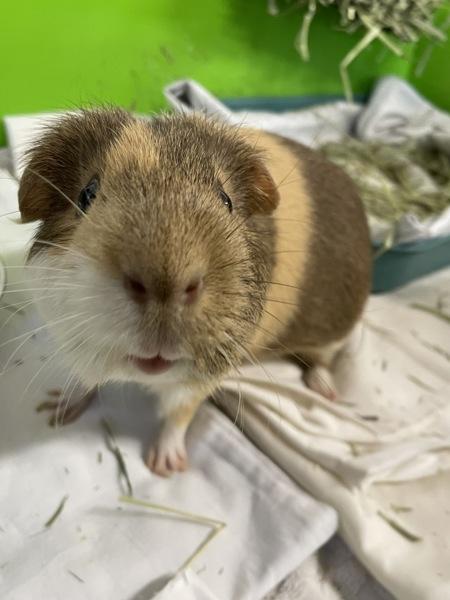 Drake & Josh, Adoptable, Young Male Guinea Pig.