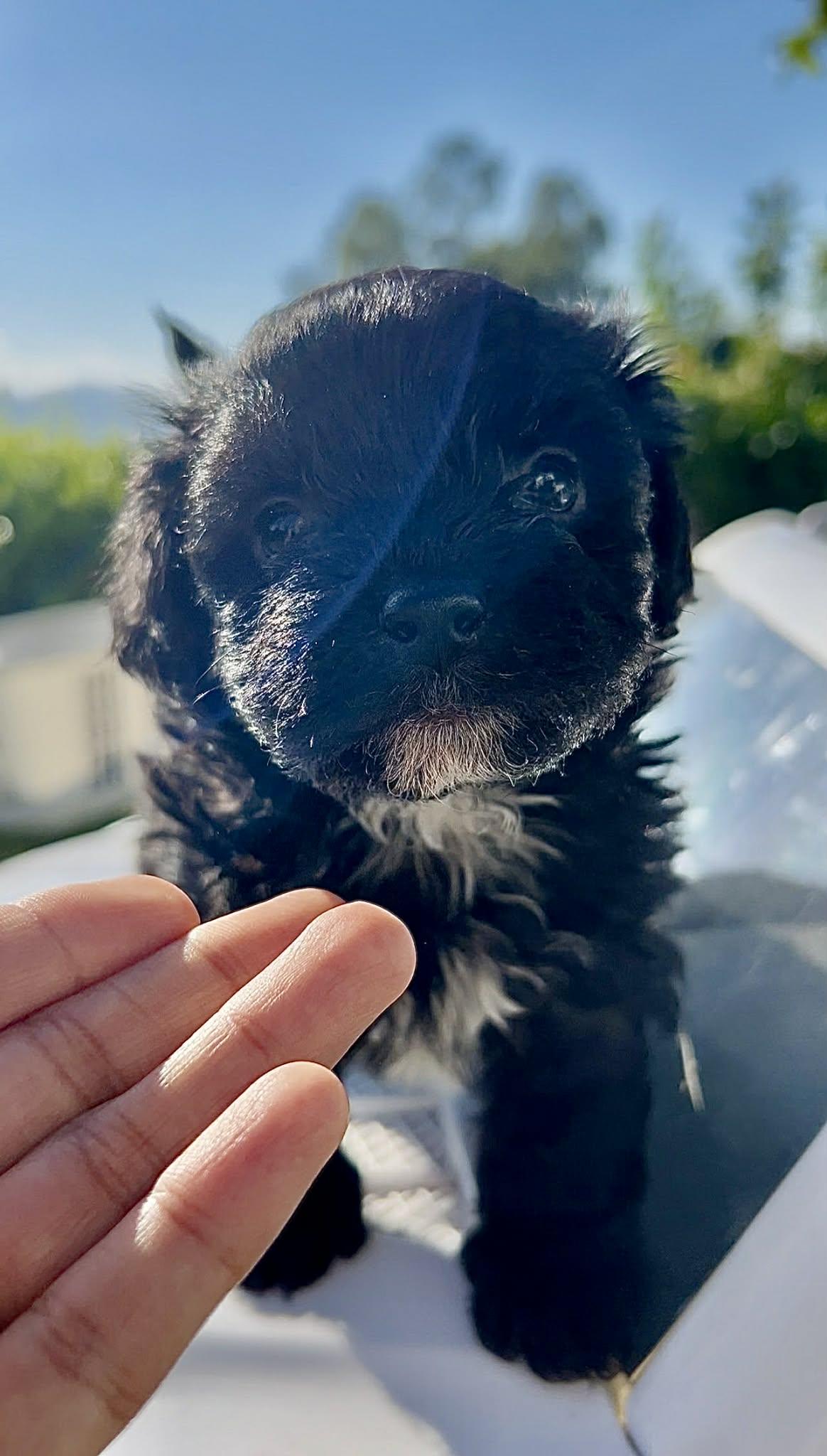 Enlarge Cappuccino (Call me Capi, El Capitan, or Bond), a ADOPTABLE mixed breed in Reseda, CA image 1/4