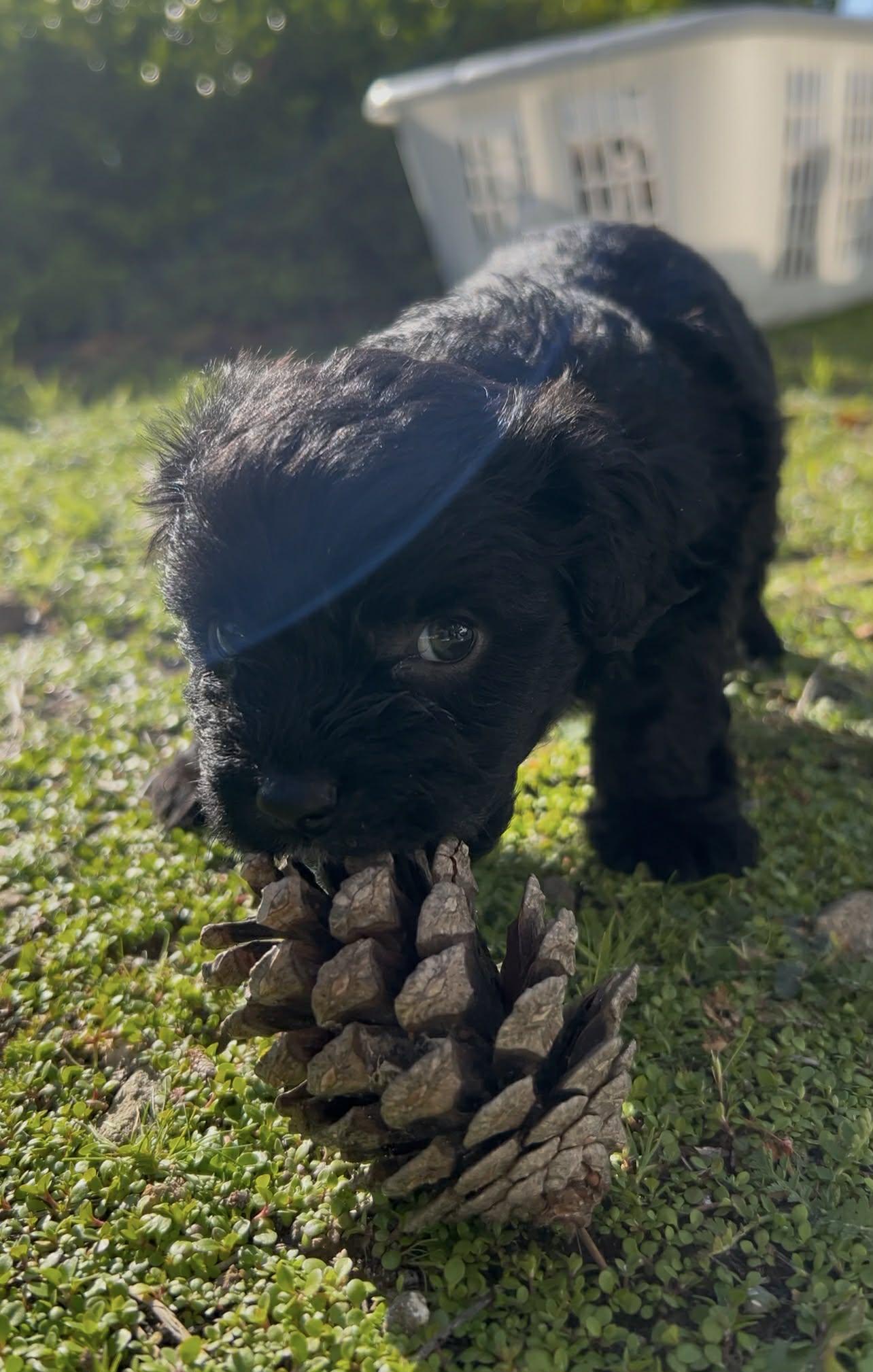 Cappuccino thumbnail 2