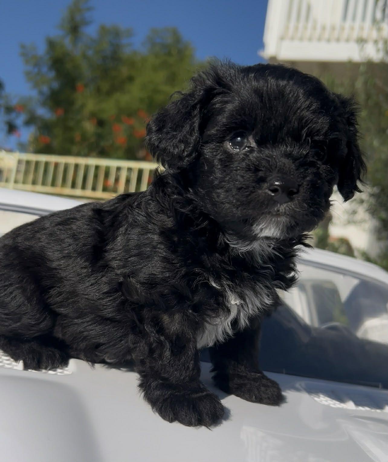 Enlarge Cappuccino (Call me Capi, El Capitan, or Bond), a ADOPTABLE mixed breed in Reseda, CA image 2/4