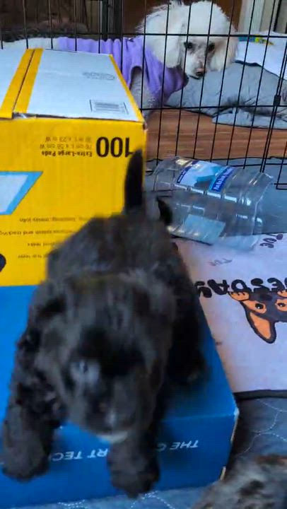 Enlarge Cappuccino (Call me Capi, El Capitan, or Bond), a ADOPTABLE mixed breed in Reseda, CA video 4/4