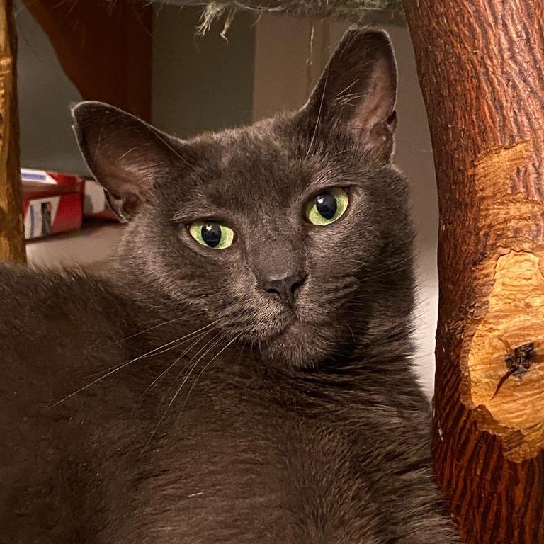 January, a Adopted Russian Blue in Philadelphia, PA image 2/4