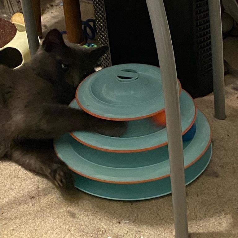January, a Adopted Russian Blue in Philadelphia, PA image 4/4