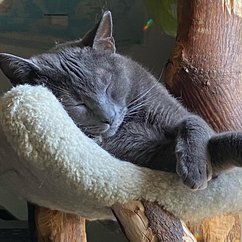 January, a Adopted Russian Blue in Philadelphia, PA image 1/4