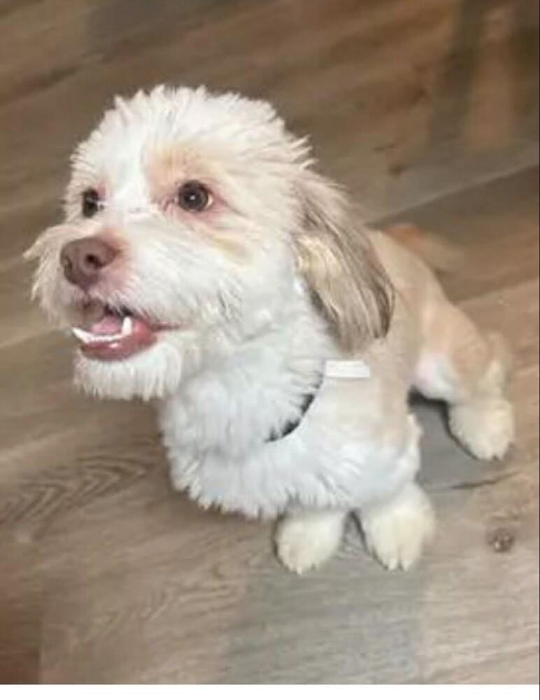 Tucker, Adoptable, Young Male Havanese & Poodle.