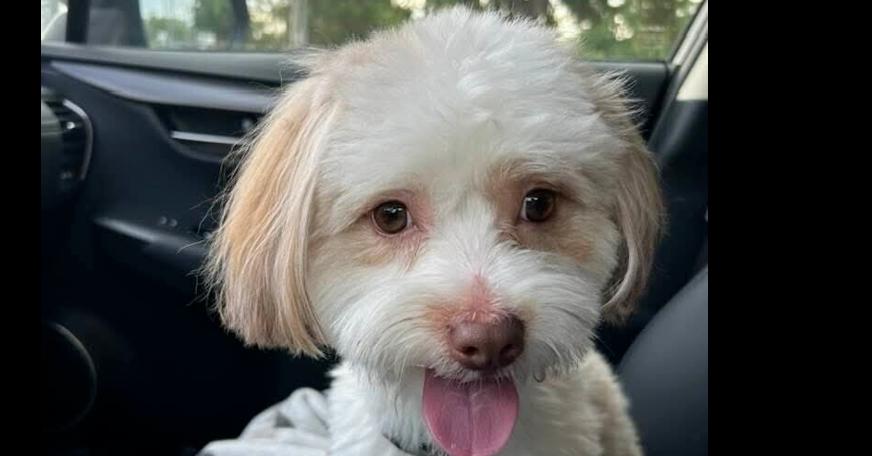 Enlarge Tucker, a Adoptable mixed breed in Richardson, TX image 2/3