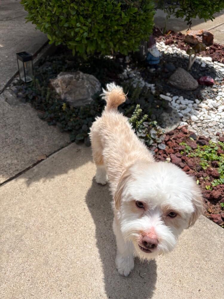 Enlarge Tucker, a Adoptable mixed breed in Richardson, TX image 3/3