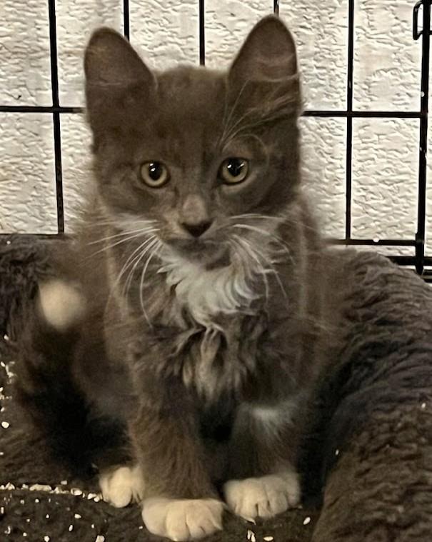 Daniel 6867, adopted, Kitten Male Domestic Medium Hair.