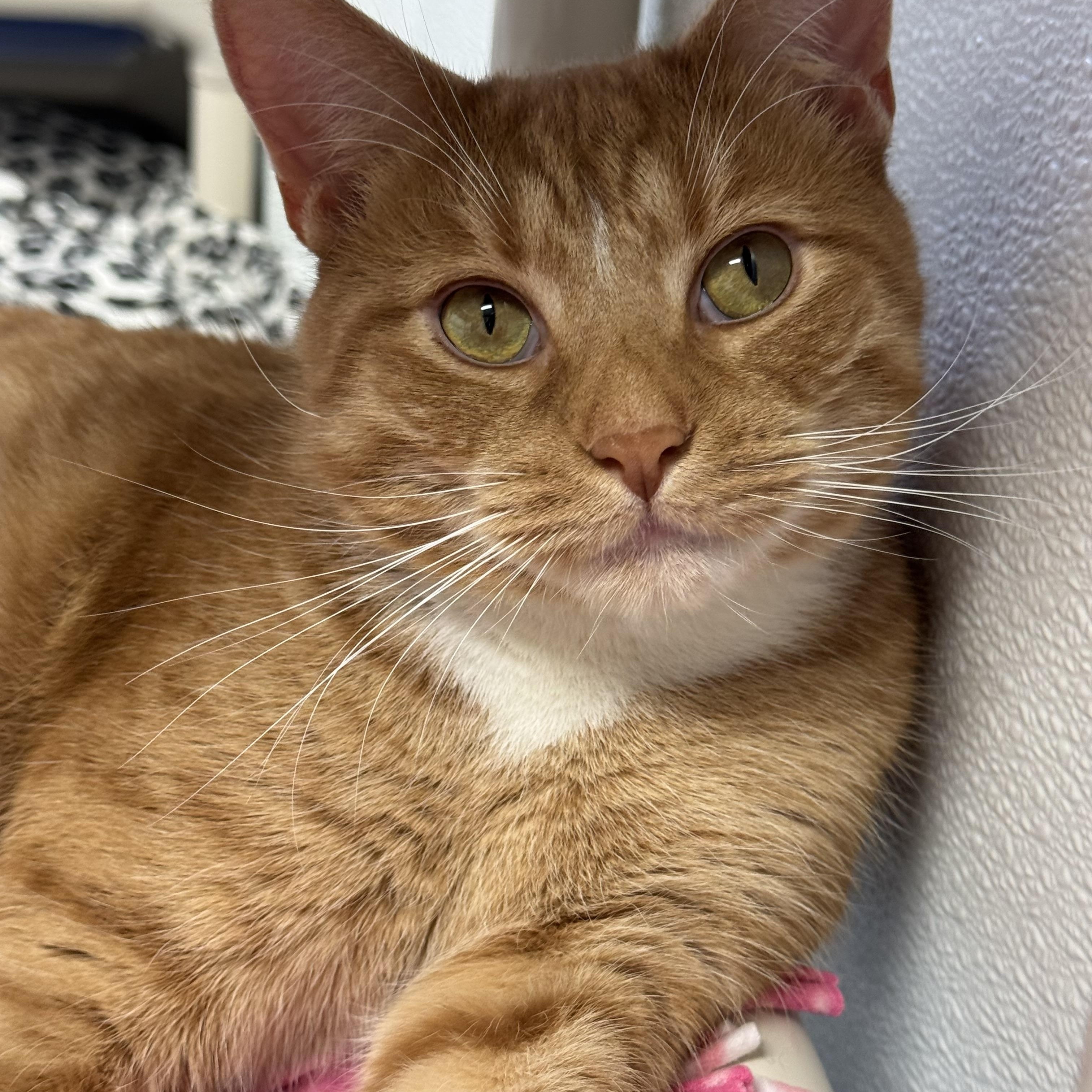 Larry, Adult Male unknown
