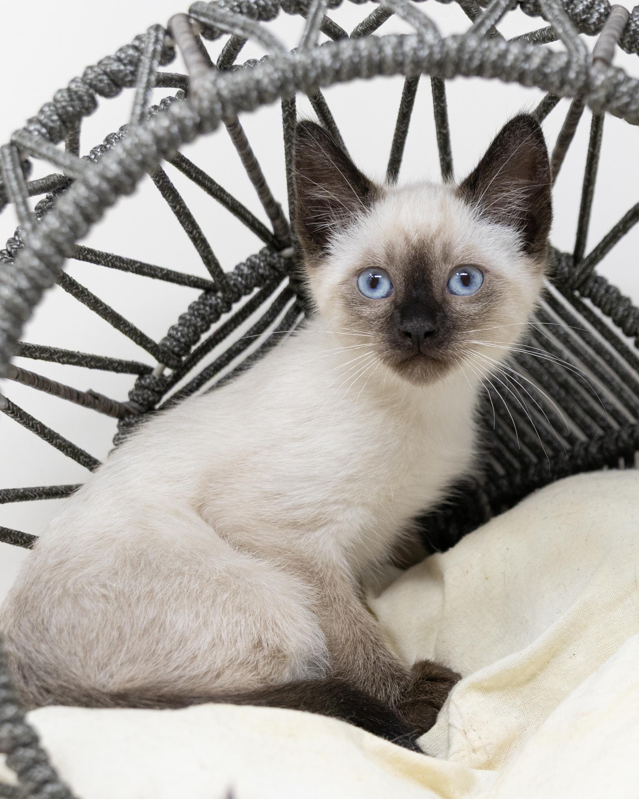 Enlarge Sterling, an adopted Siamese in Trophy Club, TX image 2/6