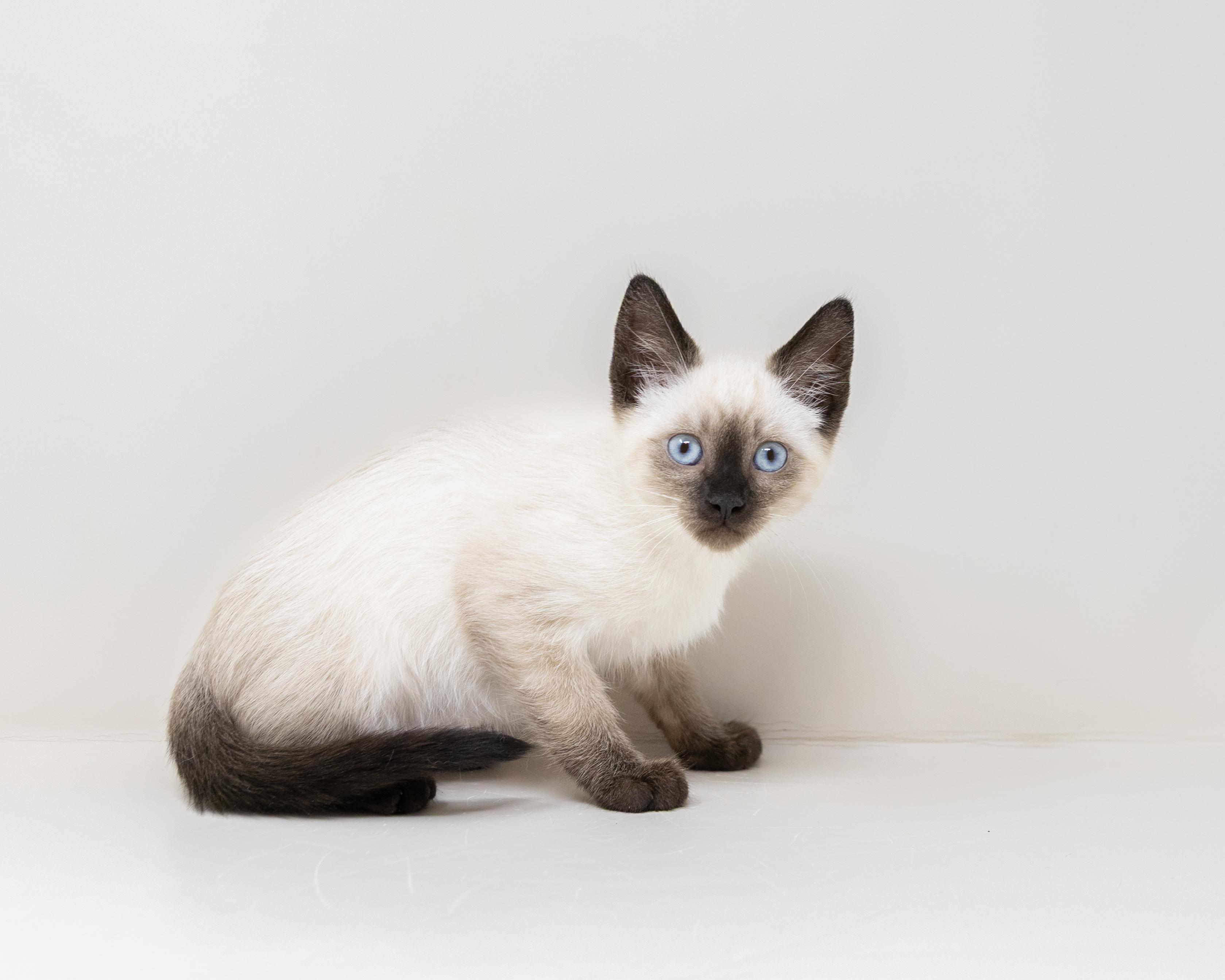 Enlarge Sterling, an adopted Siamese in Trophy Club, TX image 5/6