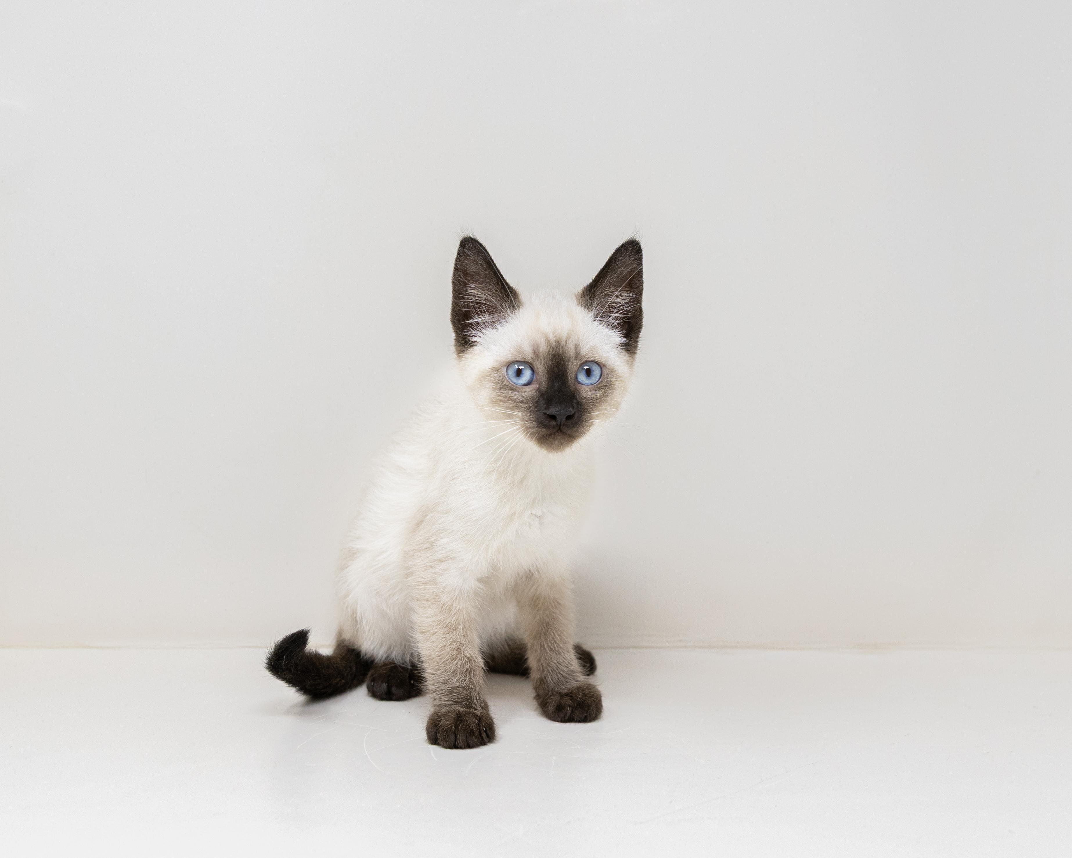 Enlarge Sterling, an adopted Siamese in Trophy Club, TX image 1/6
