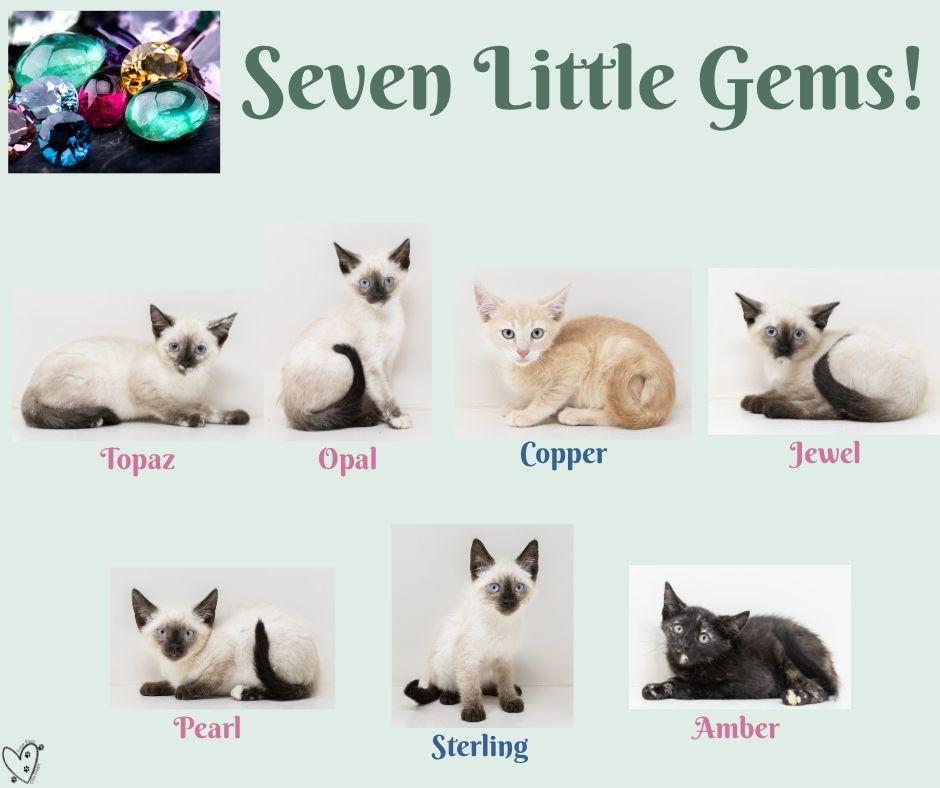 Enlarge Sterling, an adopted Siamese in Trophy Club, TX image 3/6