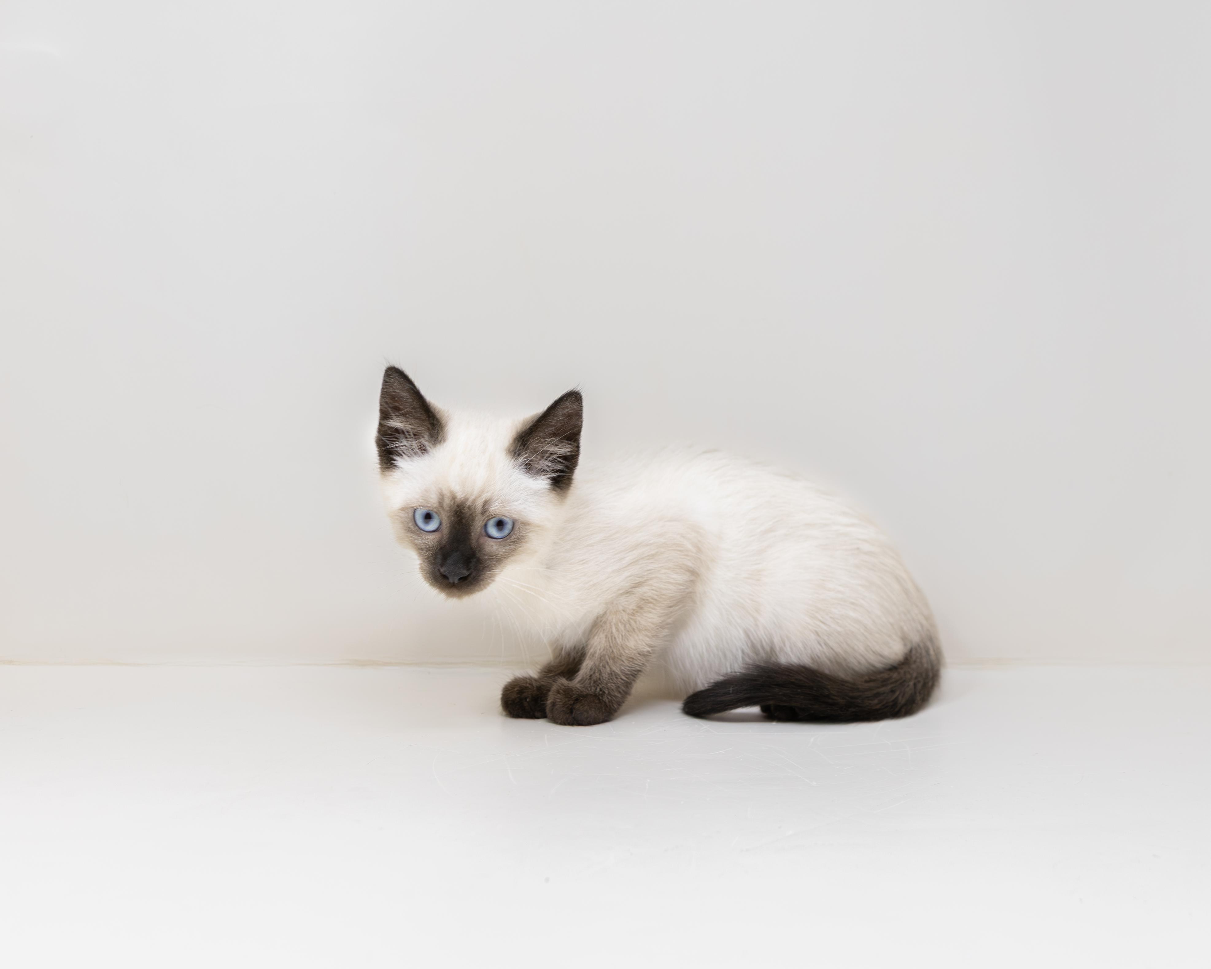 Enlarge Sterling, an adopted Siamese in Trophy Club, TX image 4/6