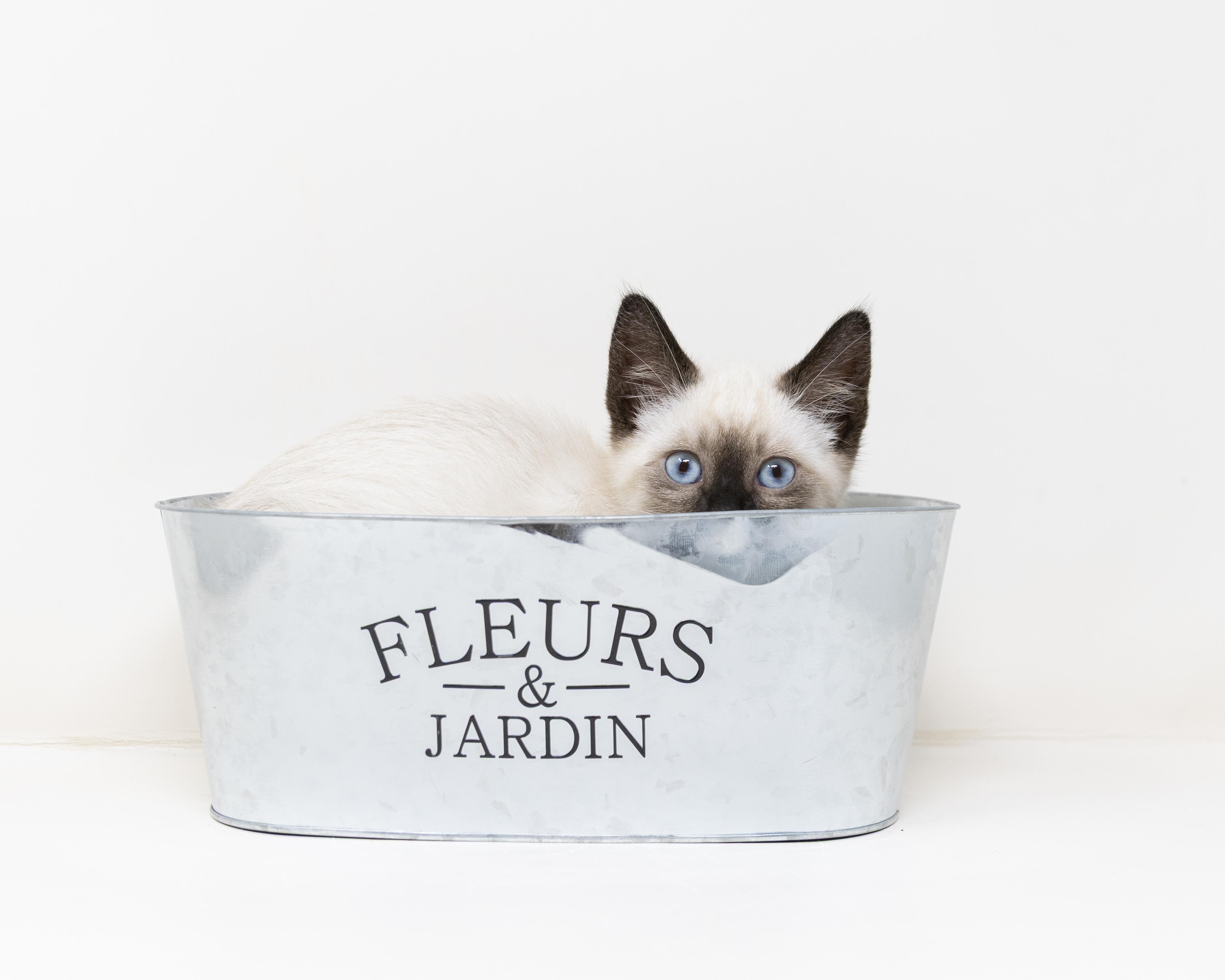 Enlarge Sterling, an adopted Siamese in Trophy Club, TX image 6/6