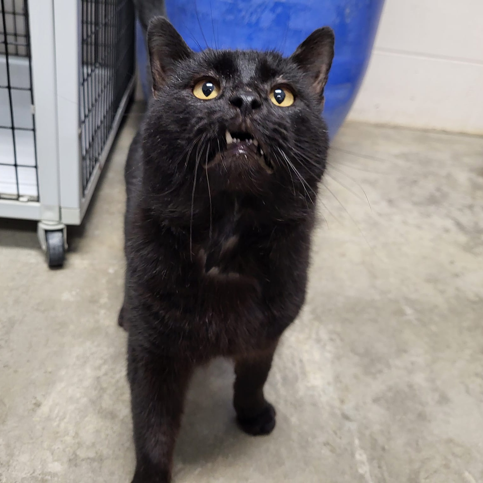 Dameon, Adult Male Domestic Short Hair