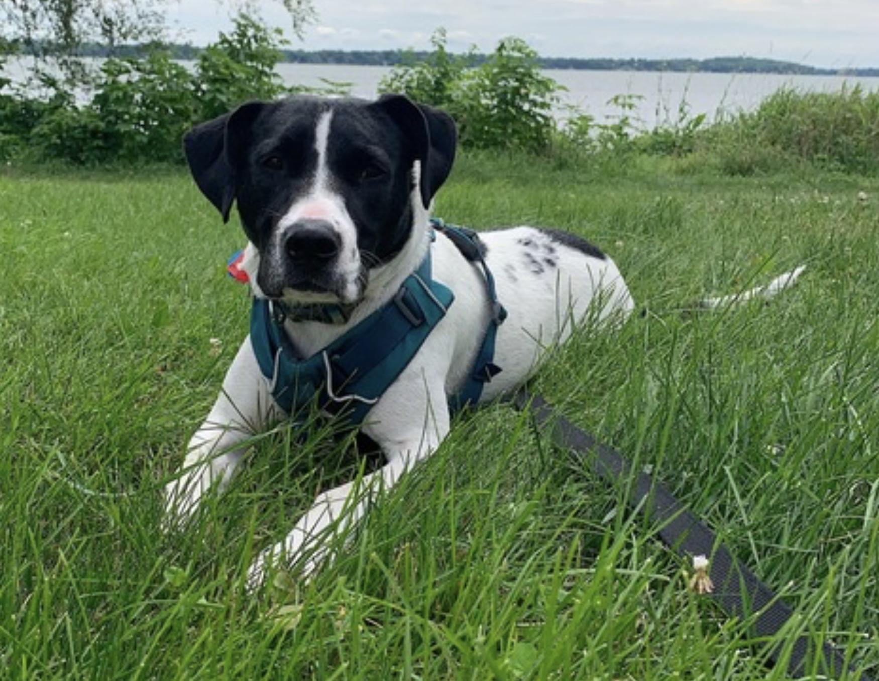 Tonks — thumbnail 4