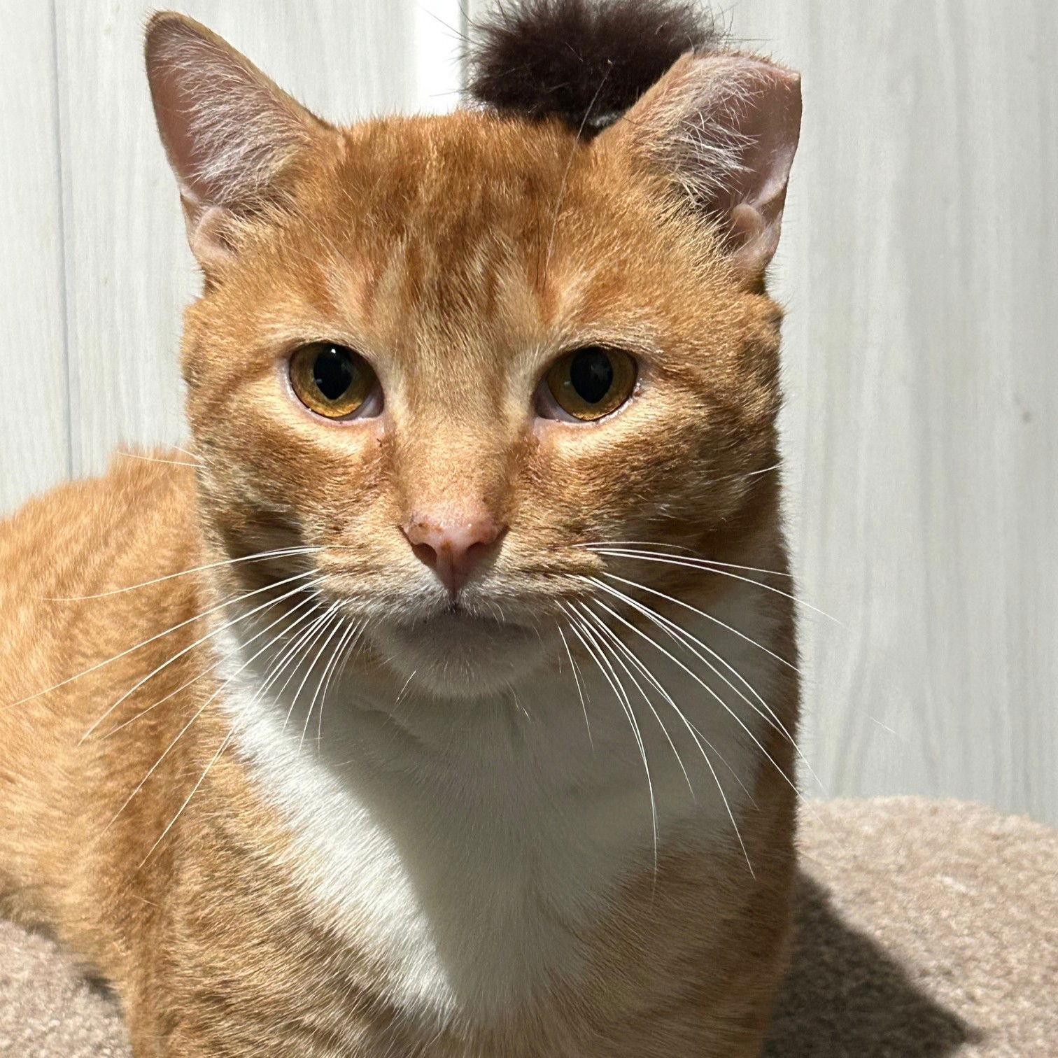 Enlarge Warrior, a Adoptable mixed breed in Rochester, NY image 1/3