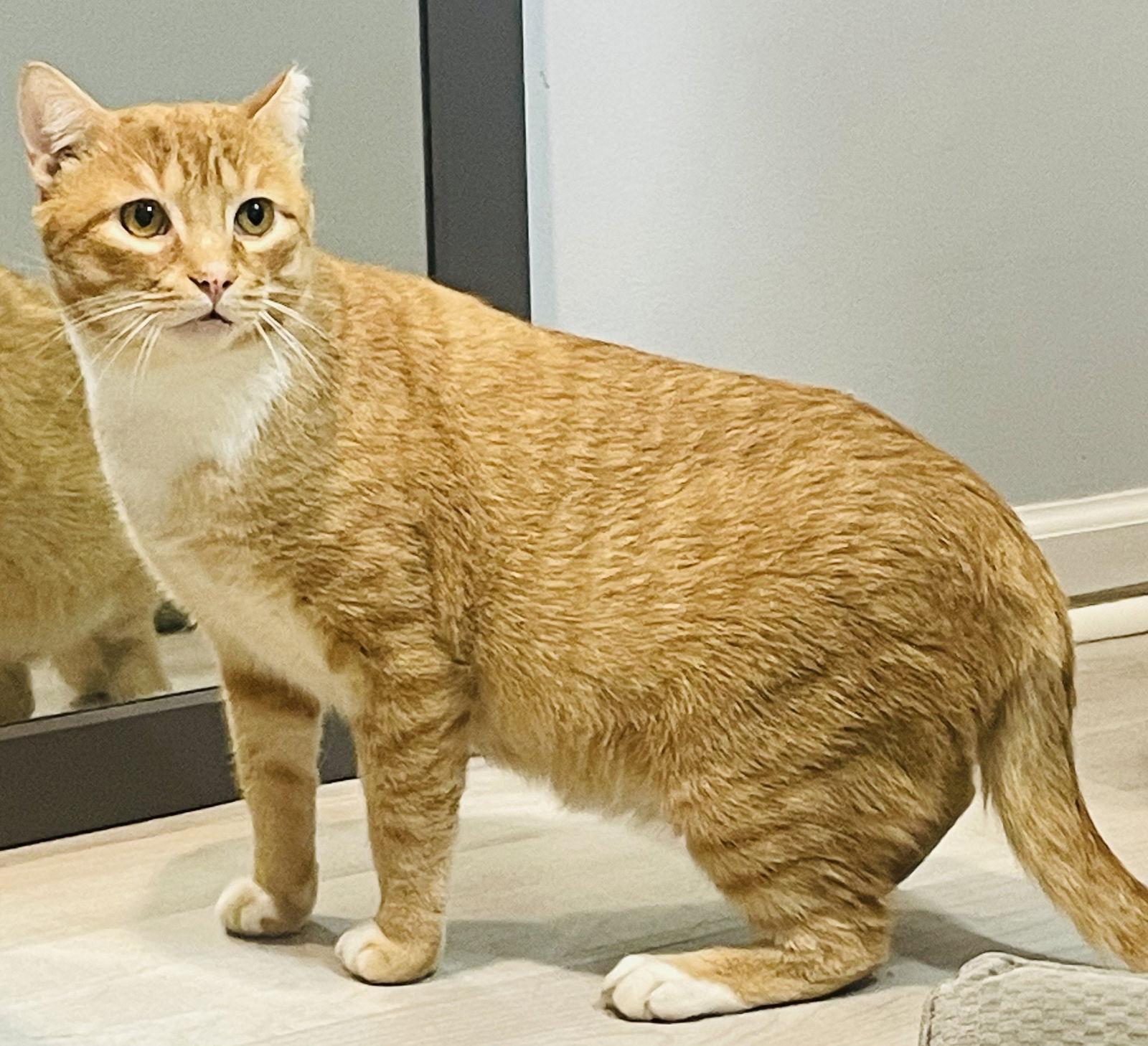 Warrior, Adoptable, Adult Male Domestic Short Hair & Tabby.