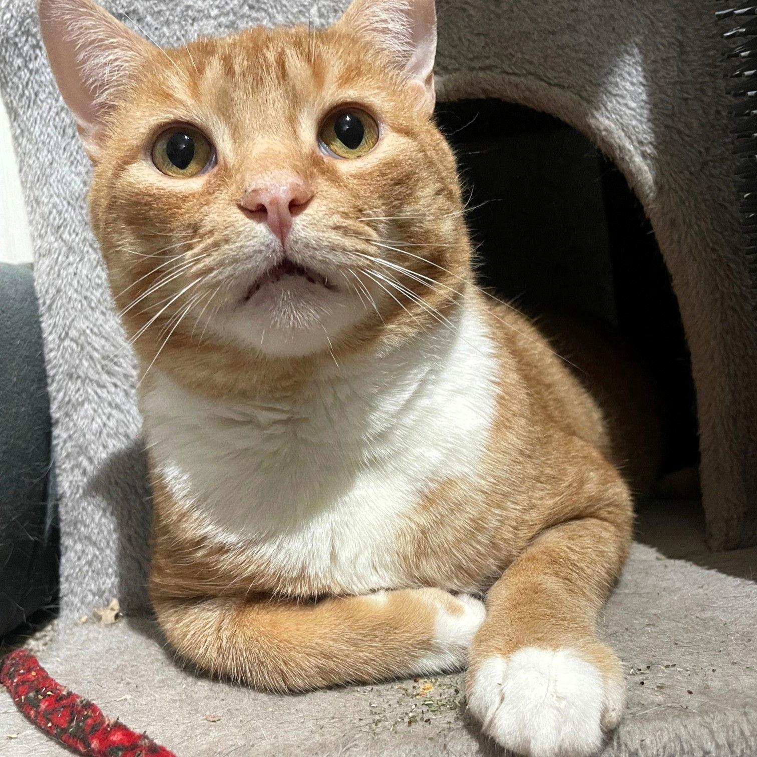 Enlarge Warrior, a Adoptable mixed breed in Rochester, NY image 3/3