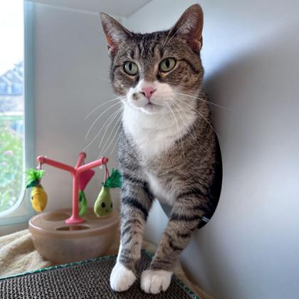 Marvel, Adoptable, Adult Female Domestic Short Hair & Domestic Short Hair.