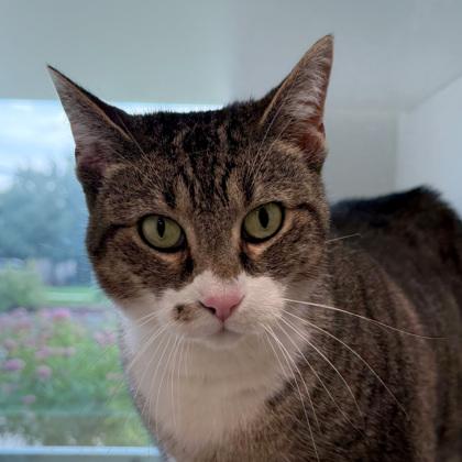 Enlarge Marvel, a Adoptable mixed breed in Wheaton, IL image 2/3