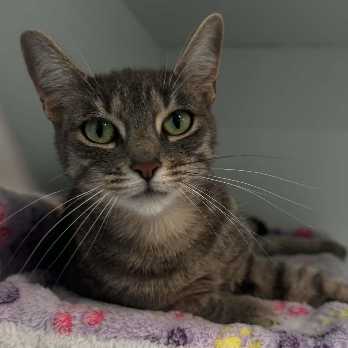 Enlarge Michi, a ADOPTABLE American Shorthair in Danbury, CT image 2/4