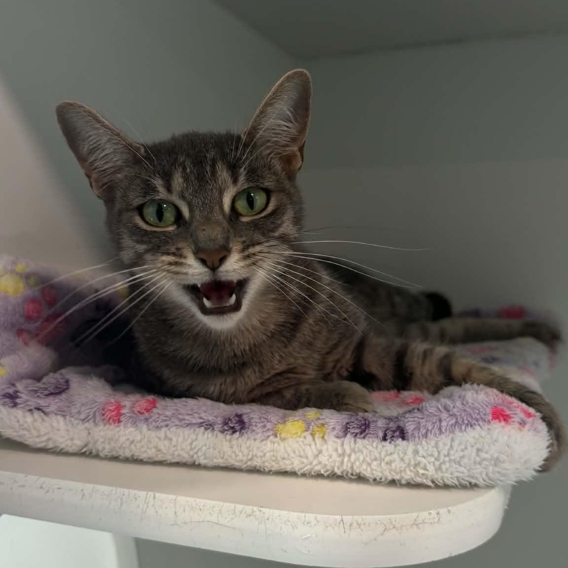 Enlarge Michi, a ADOPTABLE American Shorthair in Danbury, CT image 3/4