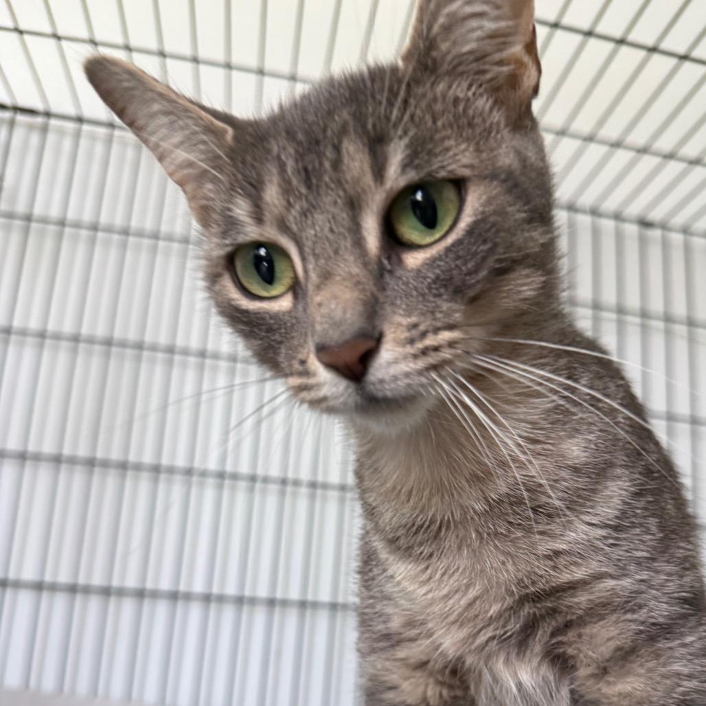 Michi, ADOPTABLE, Young Female American Shorthair.