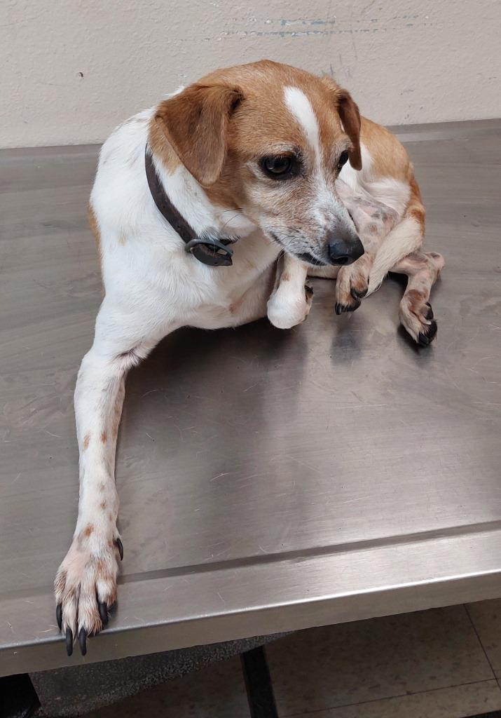 Scooter, Adoptable, Adult Male Jack Russell Terrier.
