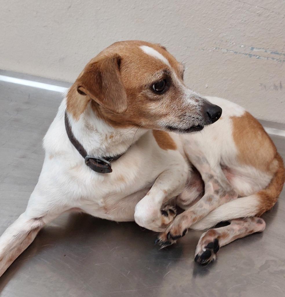 Enlarge Scooter, a Adoptable mixed breed in Mocksville, NC image 2/5