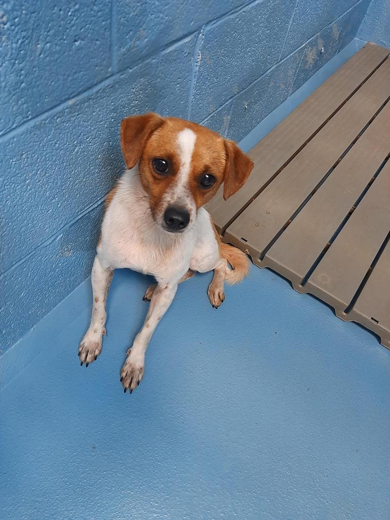 Enlarge Scooter, a Adoptable mixed breed in Mocksville, NC image 3/5