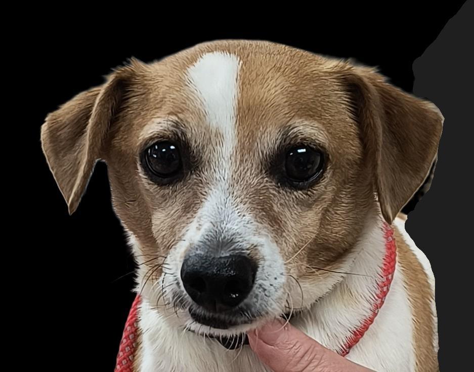 Enlarge Scooter, a Adoptable mixed breed in Mocksville, NC image 4/5