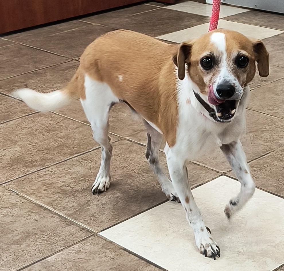 Enlarge Scooter, a Adoptable mixed breed in Mocksville, NC image 5/5