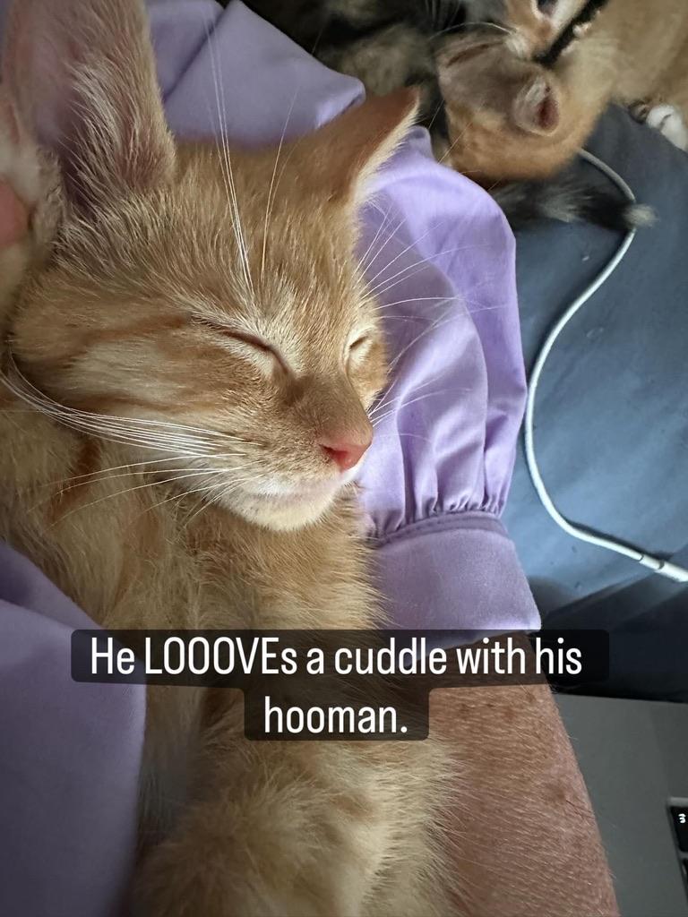 Berlioz the SNUGGLER, an adopted Domestic Short Hair in New York, NY image 5/5