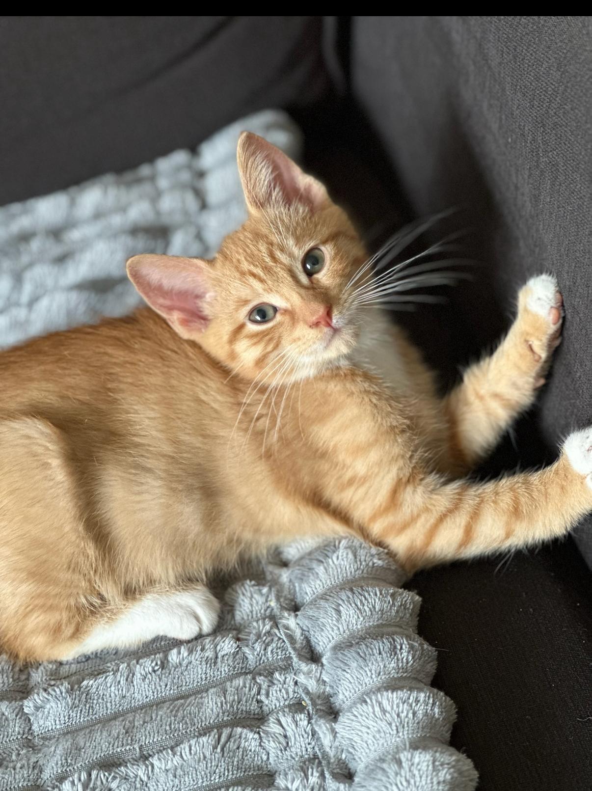 Berlioz the SNUGGLER, an adopted Domestic Short Hair in New York, NY image 2/5