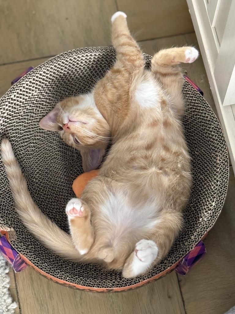 Berlioz the SNUGGLER, adopted, Kitten Male Domestic Short Hair.