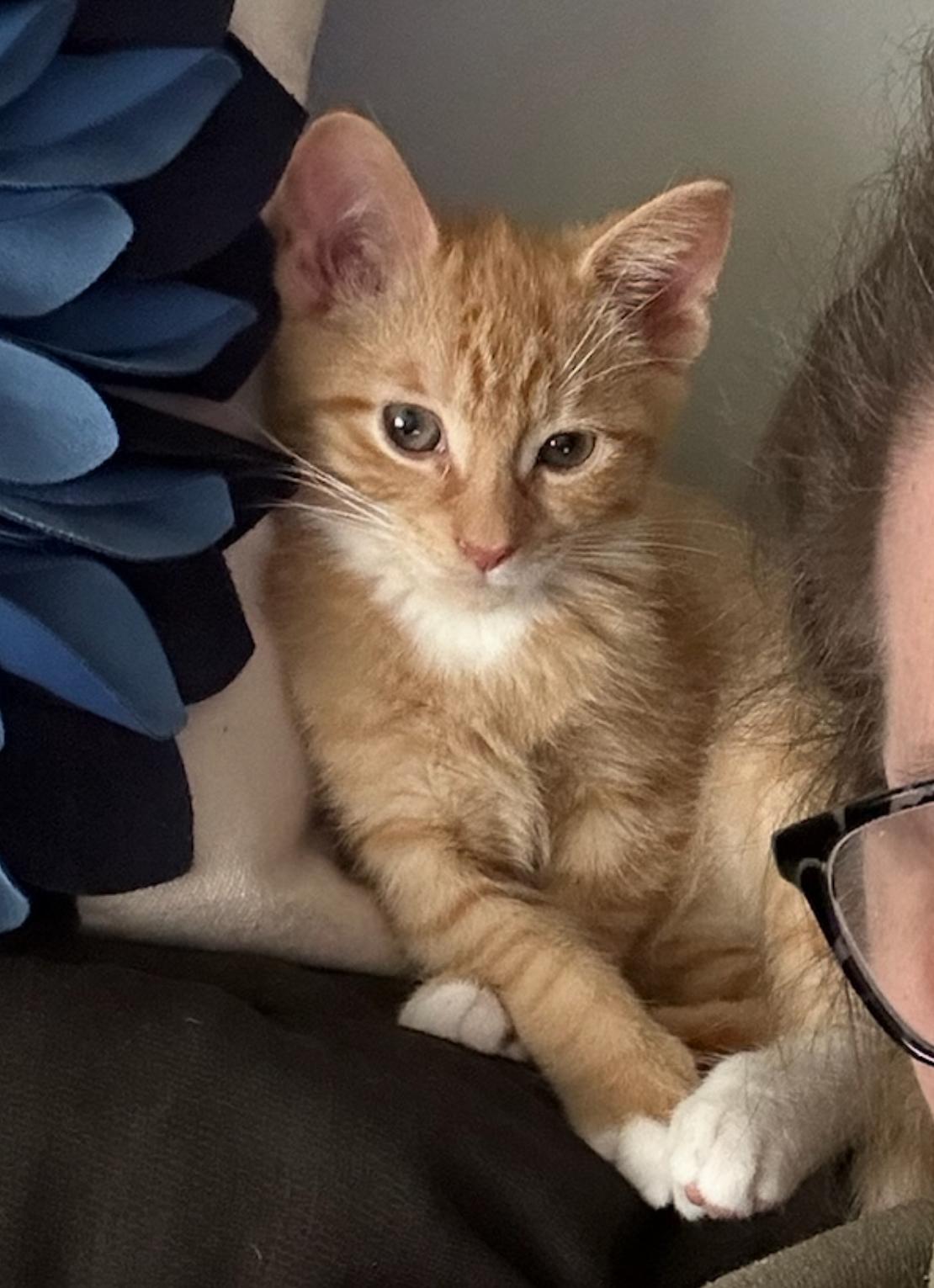 Berlioz the SNUGGLER, an adopted Domestic Short Hair in New York, NY image 1/5