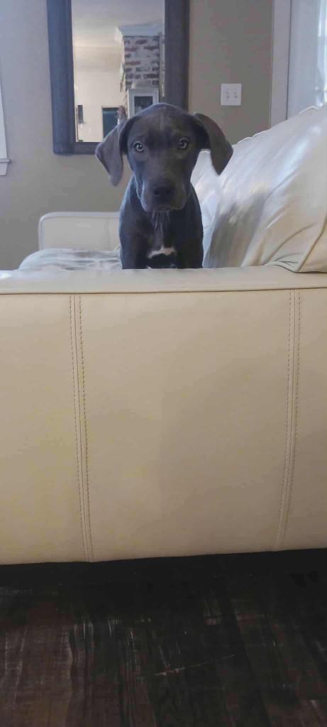 Enlarge Aurora, a ADOPTABLE mixed breed in Appin, ON image 3/5